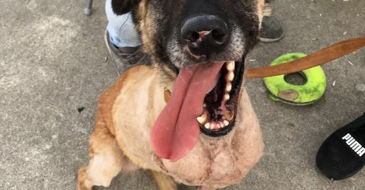 Perros de la Unidad Canina de Protección Civil de Vigo, del servicio público al maltrato y el abandono