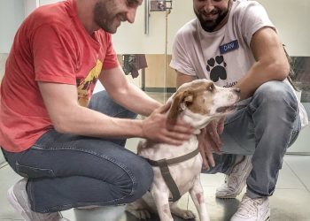 «Stone», el perro hallado moribundo en Baiona, estrella televisiva