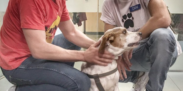 «Stone», el perro hallado moribundo en Baiona, estrella televisiva