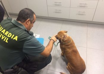 El Seprona investiga a dos vecinos de Tui por un presunto delito de maltrato animal