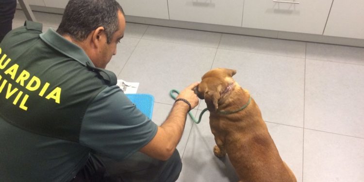 El Seprona investiga a dos vecinos de Tui por un presunto delito de maltrato animal