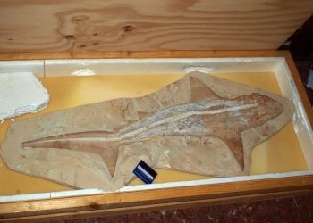 Huevos de dinosaurios y fósiles de millones de años en Minervigo 2017