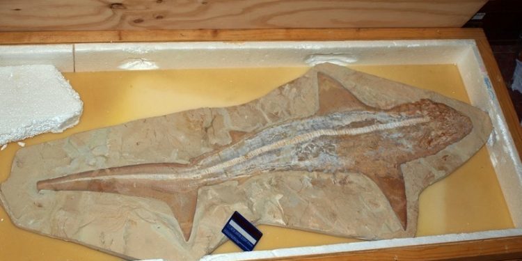 Huevos de dinosaurios y fósiles de millones de años en Minervigo 2017