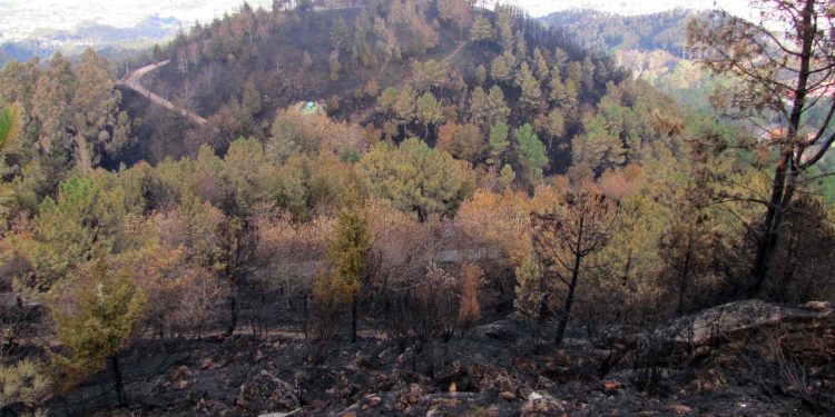 Así está el cinturón verde de Vigo tras teñirse de negro