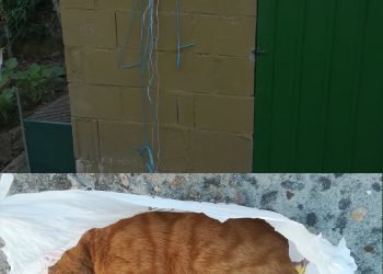 Investigan a un matrimonio de Tomiño por sacrificar a un gato, ahorcándolo con una cuerda.