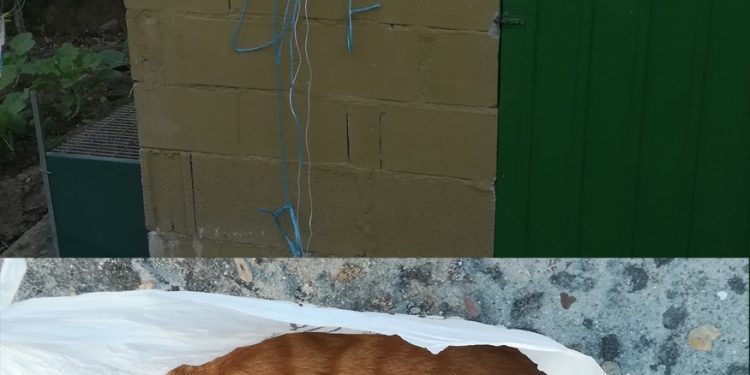 Investigan a un matrimonio de Tomiño por sacrificar a un gato, ahorcándolo con una cuerda.