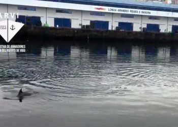 Dos delfines se «pasean» por la dársena del puerto pesquero de Vigo