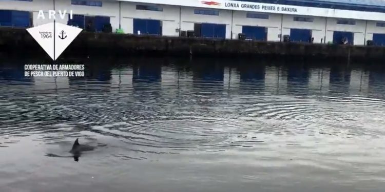 Dos delfines se «pasean» por la dársena del puerto pesquero de Vigo