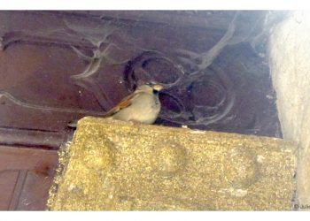 El pajarito que amaba el arte