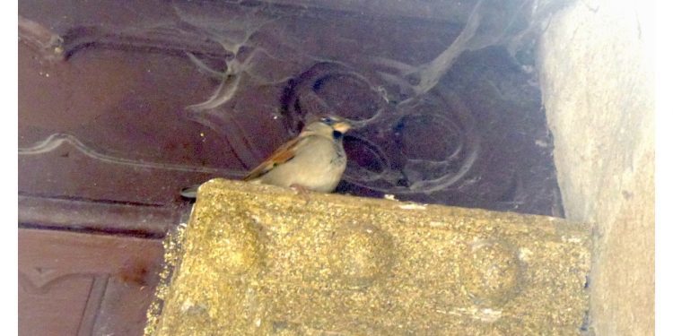 El pajarito que amaba el arte