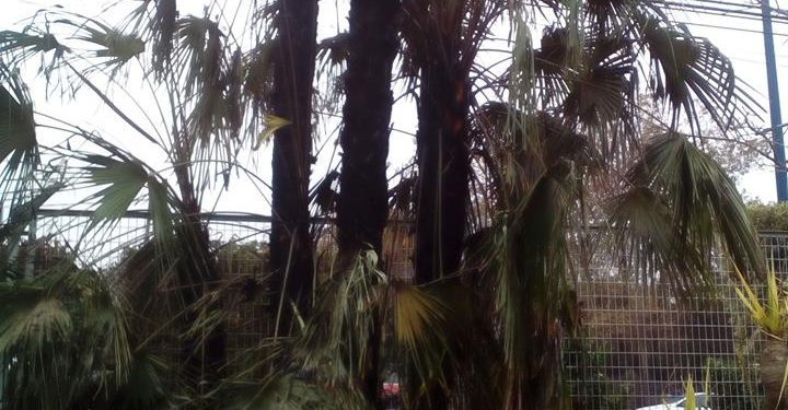 La Fundación Sales abre de forma gratuita para agradecer la ayuda de los vigueses