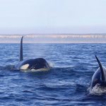 Orcas Lisboa_04