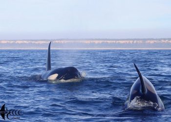 Orcas Lisboa_04