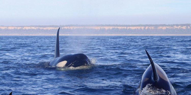 Orcas Lisboa_04