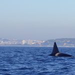 Orcas Lisboa_05