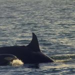 Orcas Lisboa_07