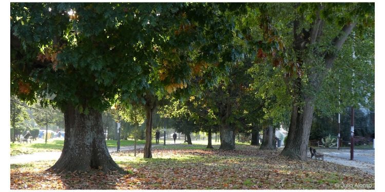 Estampa de otoño