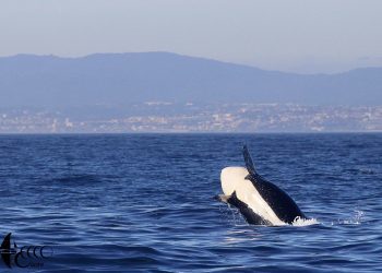 El regreso de Corsica y Sonrisa, una orca y su cría ya avistadas en Galicia