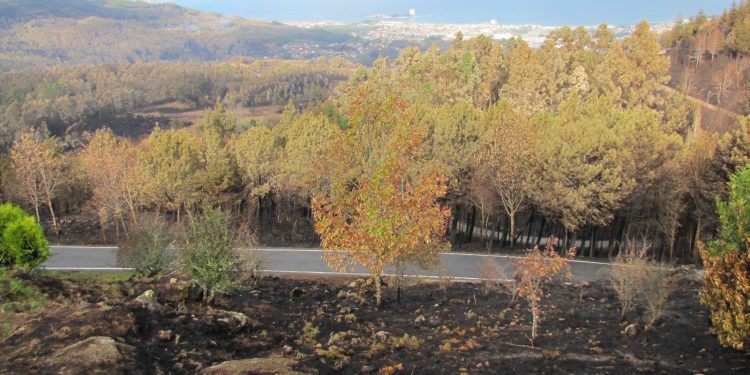 Los voluntarios ya pueden inscribirse para colaborar en recuperar los montes de Vigo