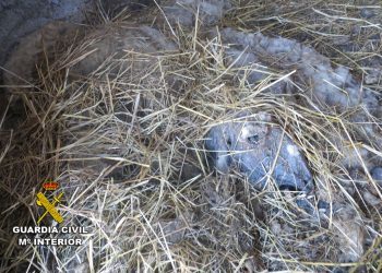 Investigan a un vecino de O Rosal acusado de maltratar a los animales de su establo