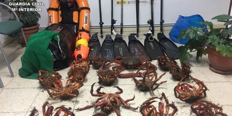 La Guardia Civil se incauta de una veintena de centollas en una furgoneta en Bueu
