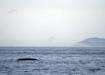 Un nuevo avistamiento hace que Galicia se esté convirtiendo en un “paraíso” de ballenas