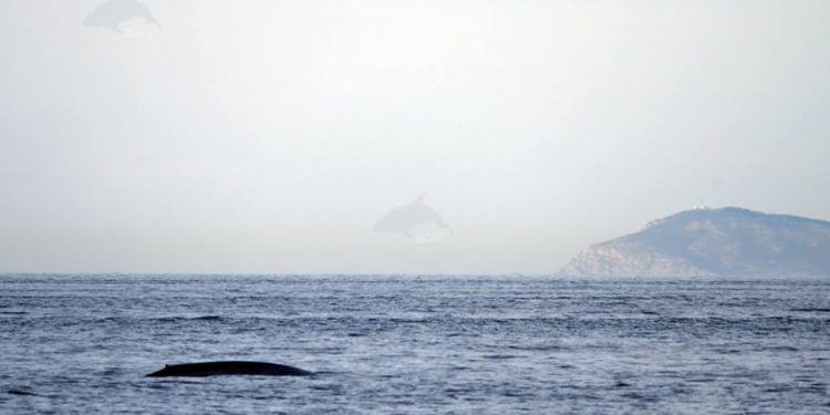 Un nuevo avistamiento hace que Galicia se esté convirtiendo en un “paraíso” de ballenas