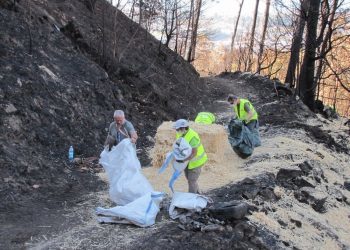 A Universidade busca voluntarios para recuperar zonas queimadas