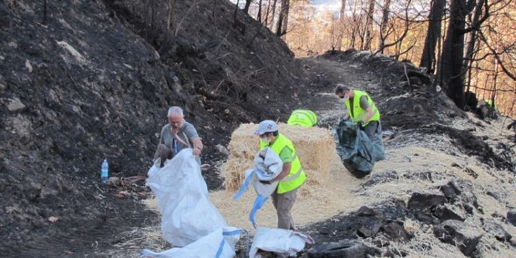 A Universidade busca voluntarios para recuperar zonas queimadas