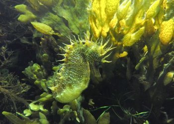 El documental sobre los caballitos de mar en Galicia ya conoce su fecha de estreno en Vigo