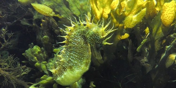 El documental sobre los caballitos de mar en Galicia ya conoce su fecha de estreno en Vigo