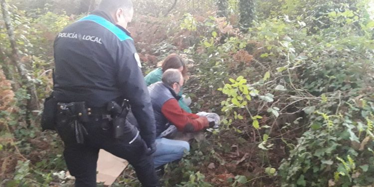 Hallan un tejón atrapado en un lazo ilegal junto a la Fortaleza de Goian