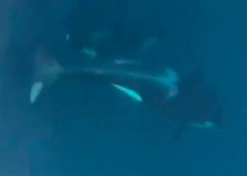 Nueva sorpresa en la costa gallega: “¡Son orcas, qué pasada!”