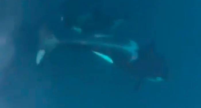 Nueva sorpresa en la costa gallega: “¡Son orcas, qué pasada!”