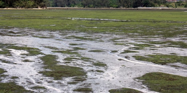 Soutomaior alerta de que el trasvase del Verdugo afectará a bancos marisqueros de Arcade