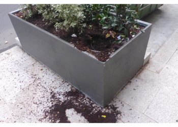 Nos roban las plantas