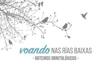 Esgotadas as prazas para a ruta ornitolóxica polo esteiro do Miño e a foz da Ramallosa