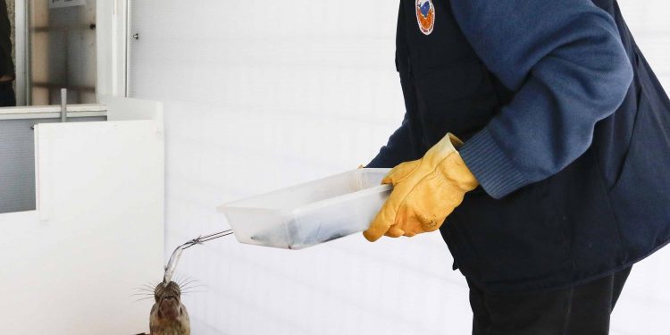 Guardesiña, o lobo mariño aparecido na Guarda, xa está fóra de perigo