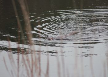 O campus vigués confirma a presencia estable dunha londra