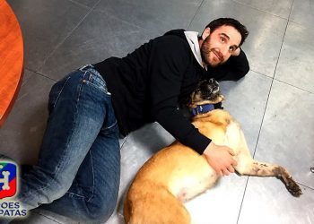 Buscan un hogar para ‘Vespa’, la perra de Protección Civil de Vigo maltratada