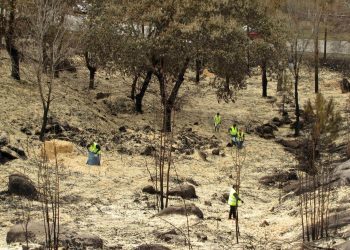 Caballero anuncia una “nueva y revolucionaria política forestal” para el entorno de Vigo