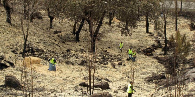 Caballero anuncia una “nueva y revolucionaria política forestal” para el entorno de Vigo