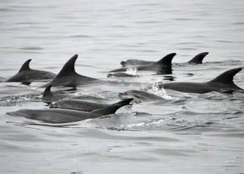 El CSIC inicia en Vigo el ciclo de seminarios científicos del primer semestre de 2018