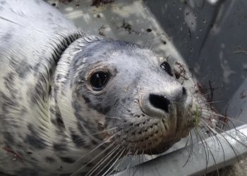Aparece una foca en el puerto de A Guarda