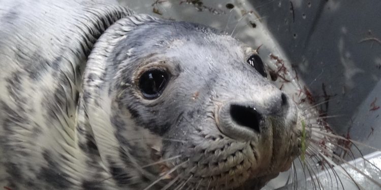 Aparece una foca en el puerto de A Guarda