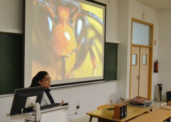 Unha investigación da UVigo cifra en 21.000 os niños de velutina achados en Galicia