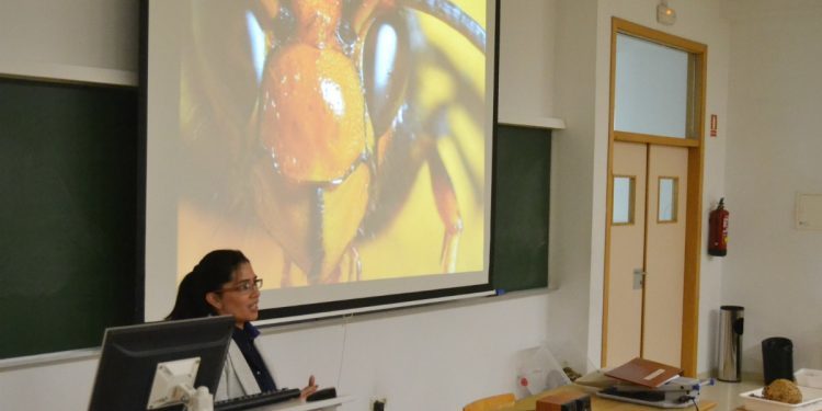 Unha investigación da UVigo cifra en 21.000 os niños de velutina achados en Galicia