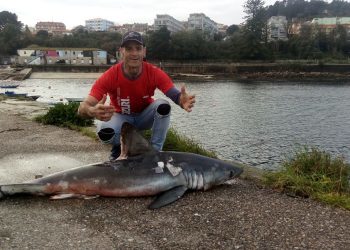Hallan en Cangas un tiburón de metro y medio atado a un bloque de cemento