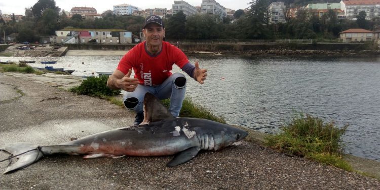 Hallan en Cangas un tiburón de metro y medio atado a un bloque de cemento