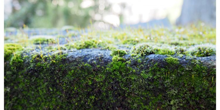 El encanto del invierno